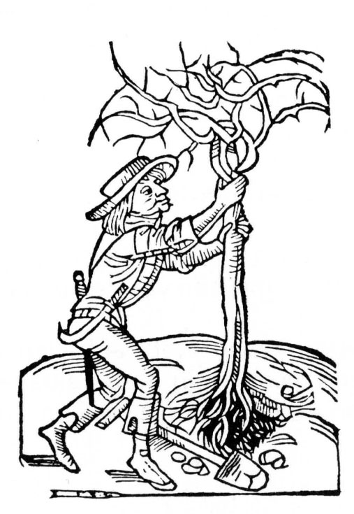 A historical white line drawing on a black background showing a gardener with a hat grasping a small, bare tree by the roots.